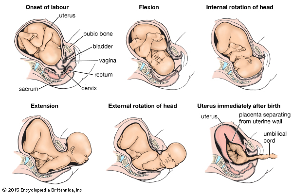 Tips normal delivery of baby Pregnancy - baby delivery