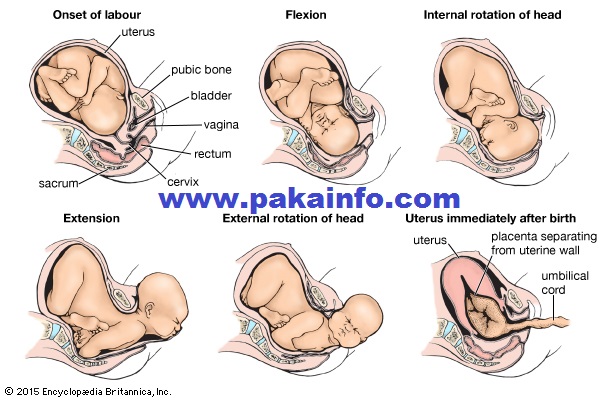 Tips normal delivery of baby Pregnancy – baby delivery process