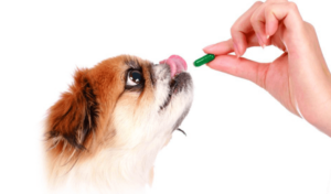 trigoxin pill for dogs