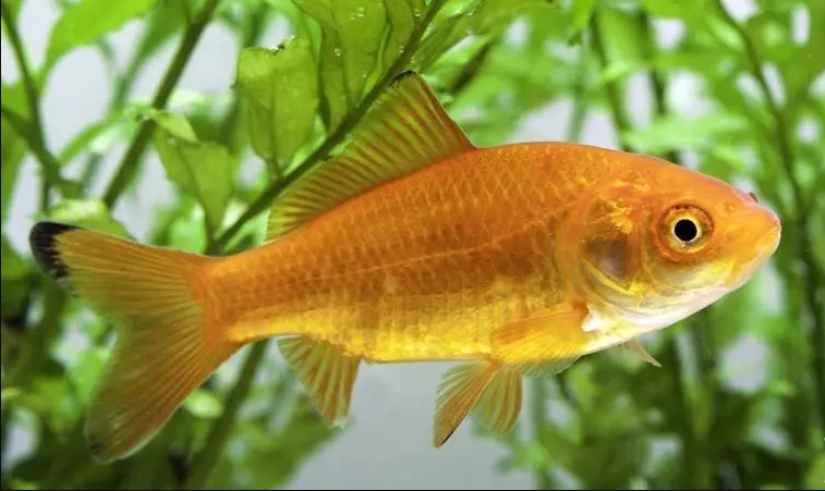 goldfish ka scientific naam kya hai