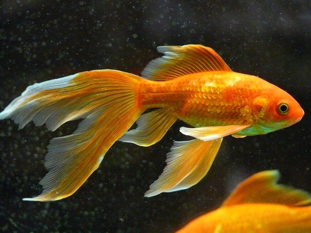 goldfish ka scientific naam kya hai