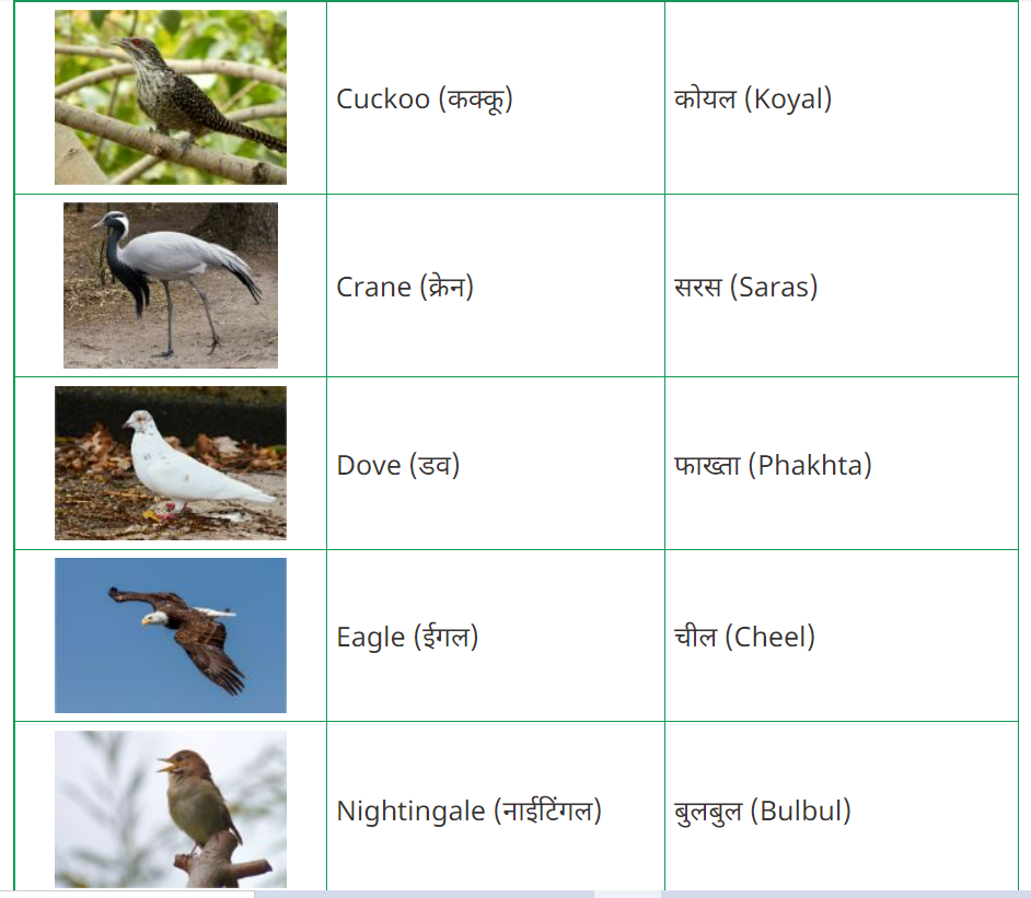 50 birds name in hindi