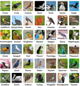 birds name list a to z