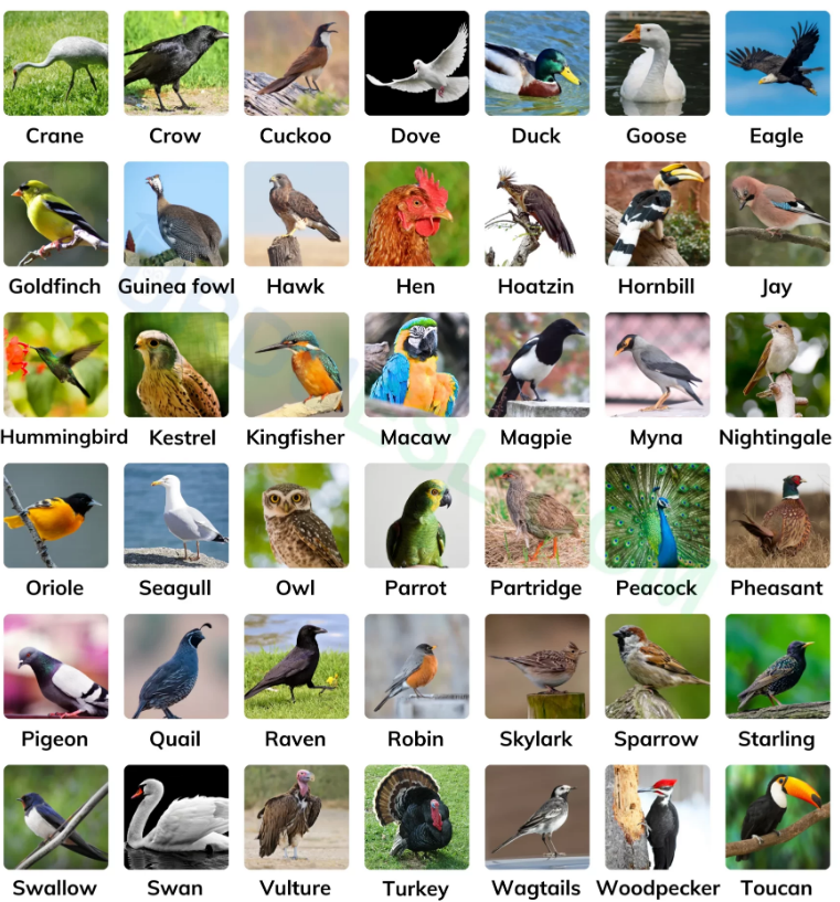 100+ Birds Name - A To Z Bird Names List In Hindi And English With Pictures  | 150 Best Bird Names - Pakainfo