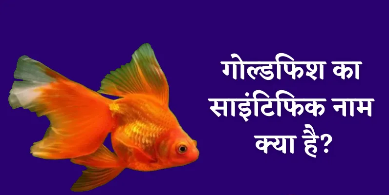 goldfish ka scientific name