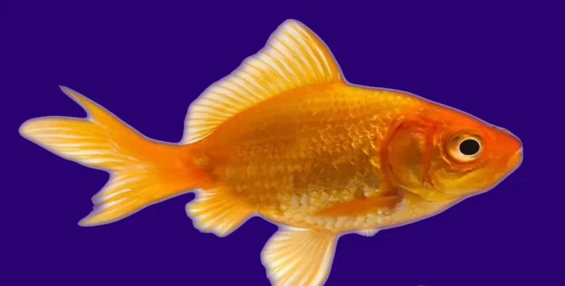goldfish ka scientific naam