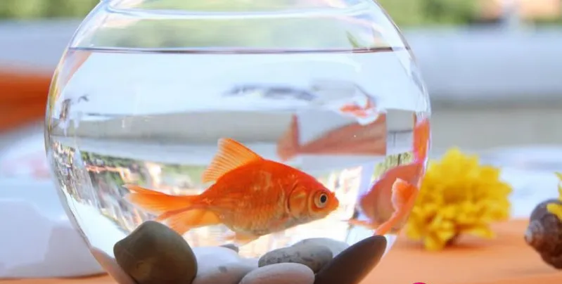 goldfish ka scientific name kya hai
