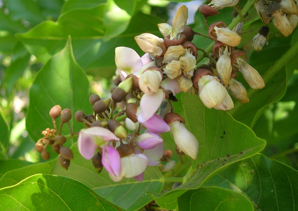 karanj tree(Pongame oiltree): 10+ Health Benefits, Usage and Side Effects