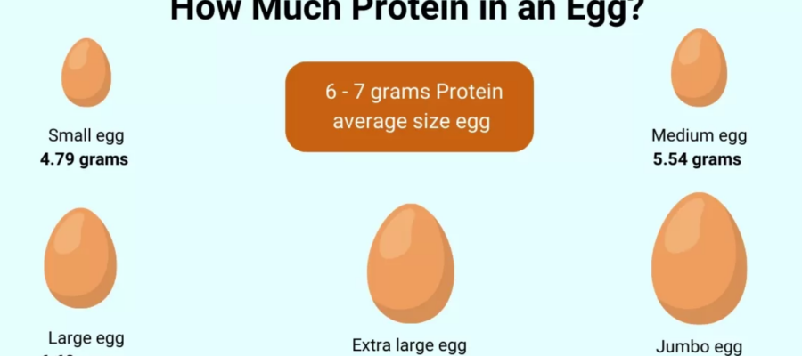 how much protein in an egg